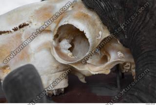 Photo Textures of Mouflon Skull 